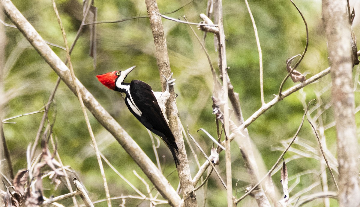 Crimson-crested Woodpecker - ML446126621