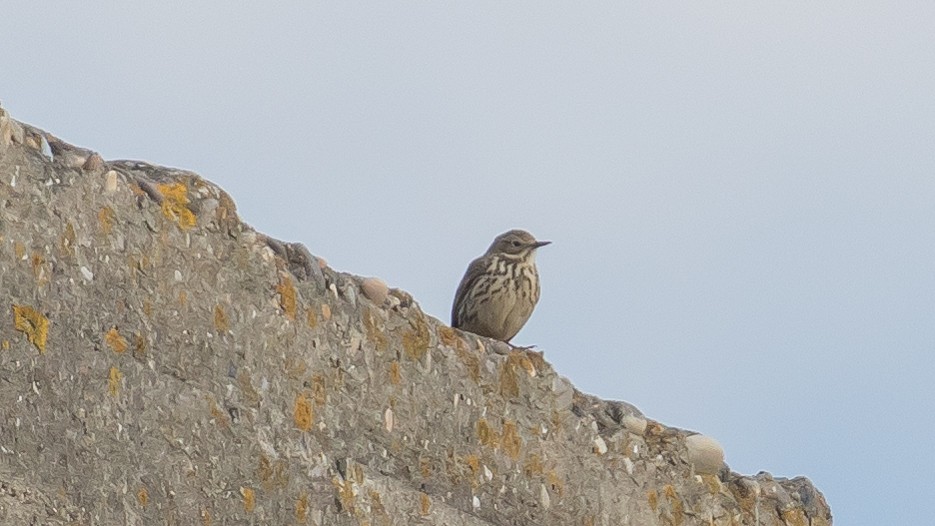Meadow Pipit - ML446126771