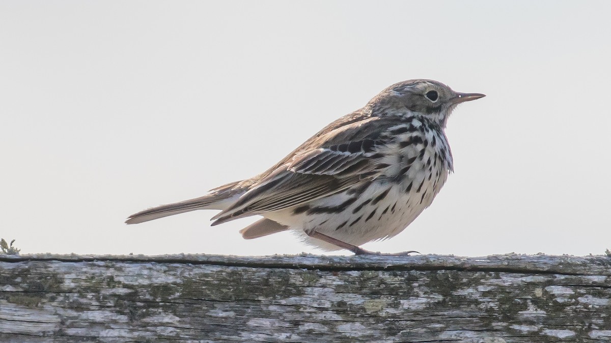 Meadow Pipit - ML446126781