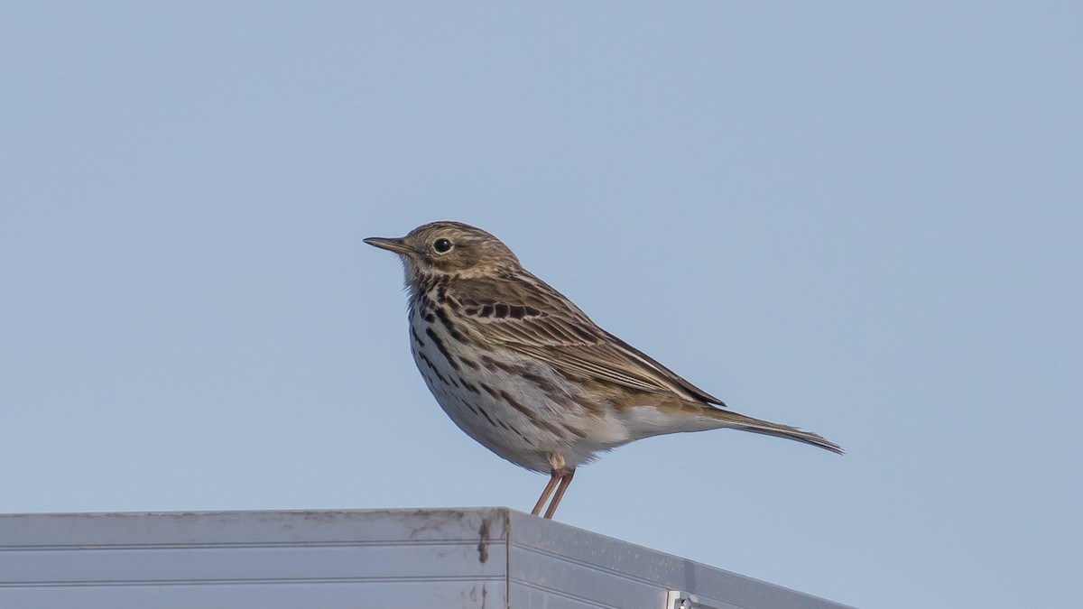 Meadow Pipit - ML446126841