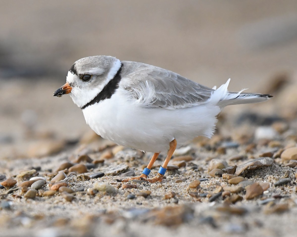 Piping Plover - Gary Nelkie