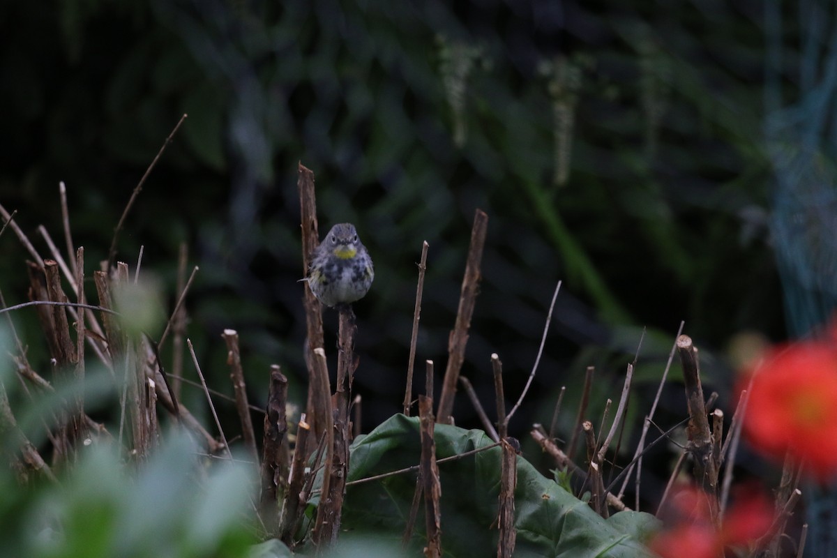 Yellow-rumped Warbler (Myrtle x Audubon's) - ML446137201