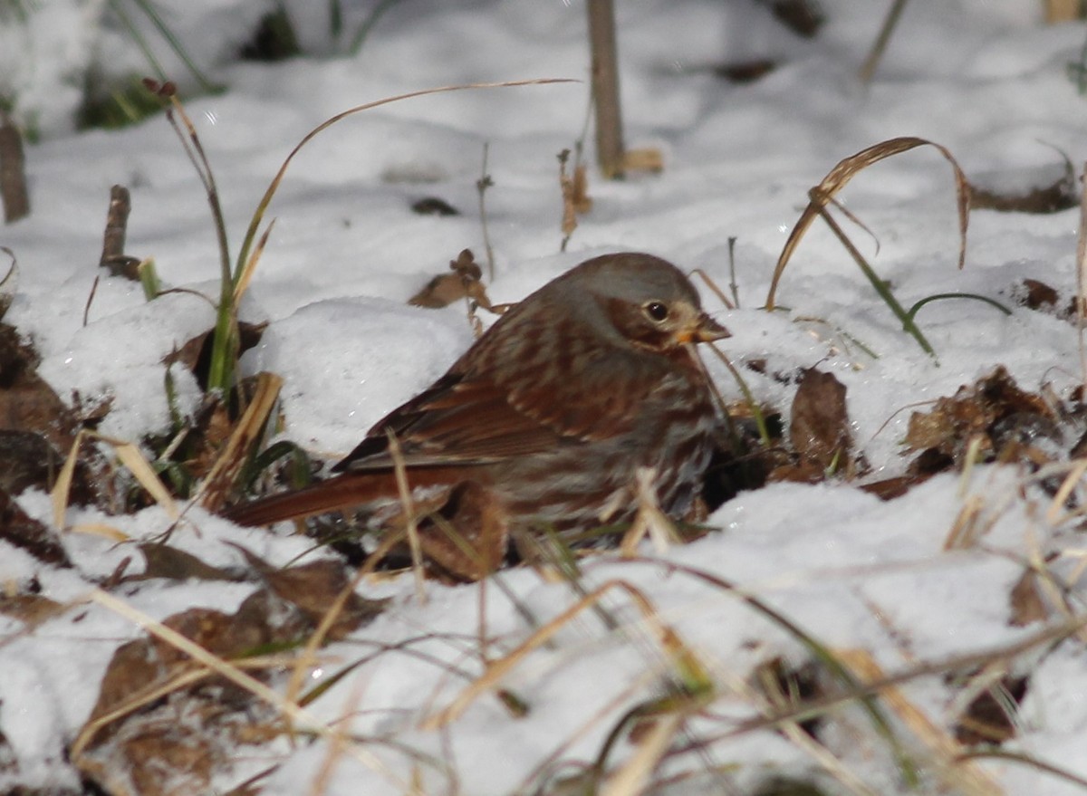 Fox Sparrow (Red) - Michael Clay