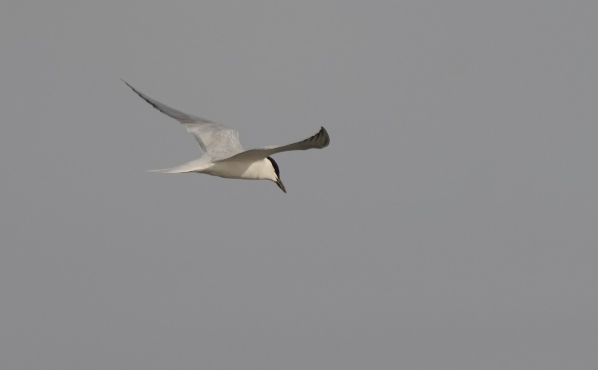 Gull-billed Tern - Amir Modiri