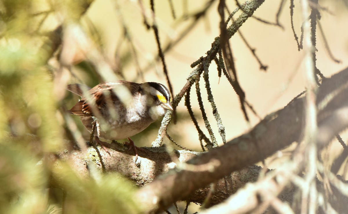 White-throated Sparrow - ML446139821