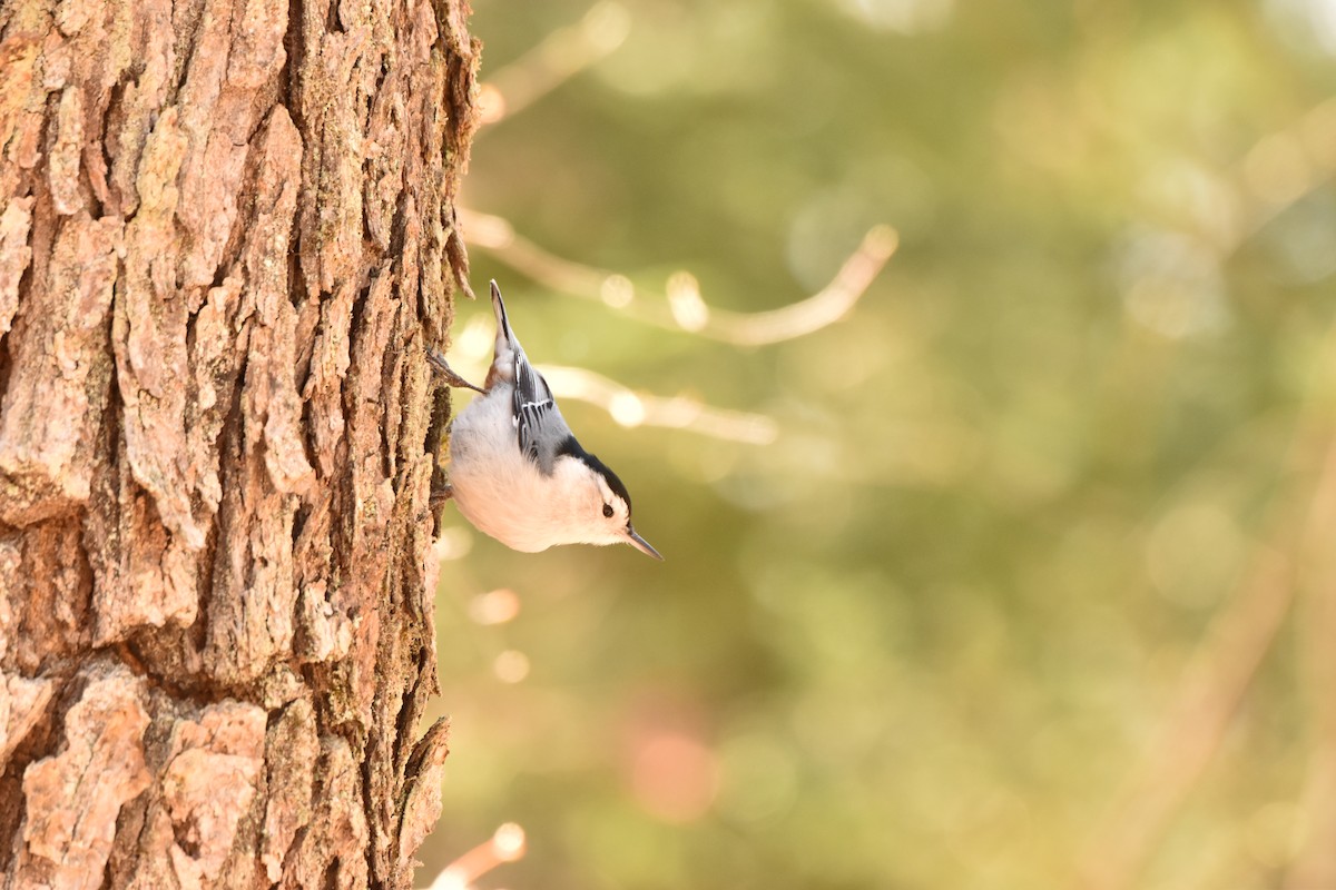White-breasted Nuthatch - ML446140111