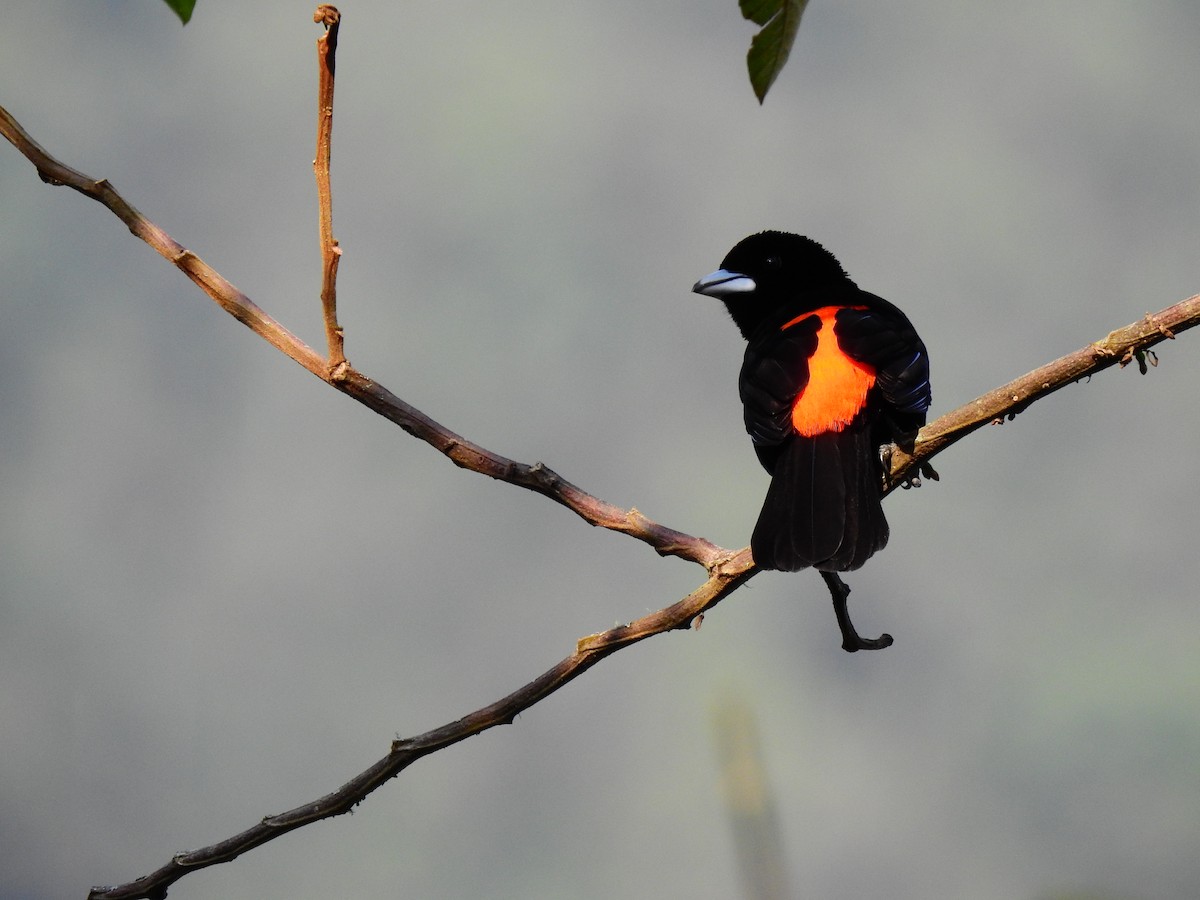 Flame-rumped Tanager - ML446150411