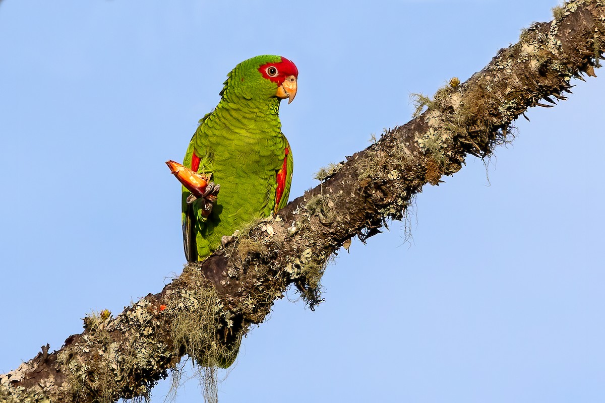 Red-spectacled Parrot - ML446154601