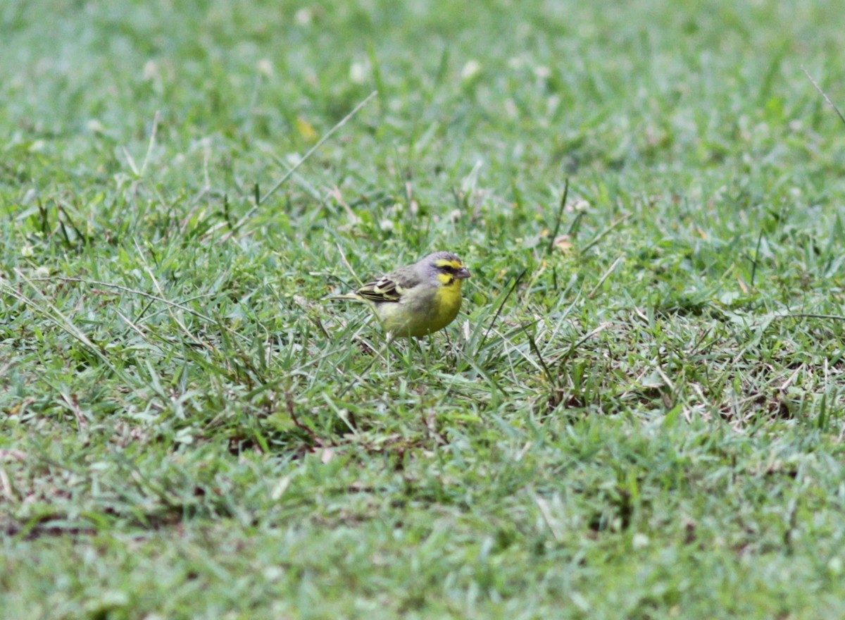 Yellow-fronted Canary - Roy Morris