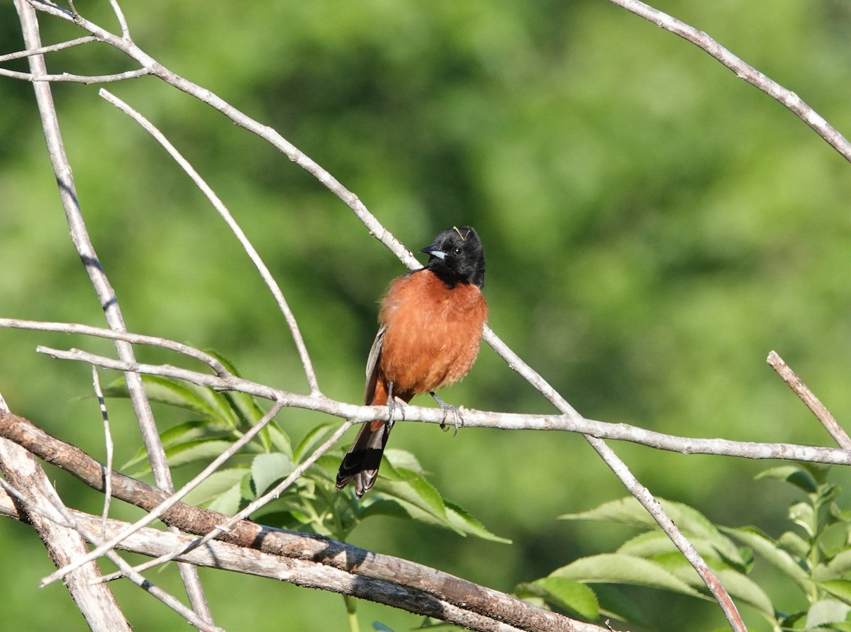Orchard Oriole - ML446170881
