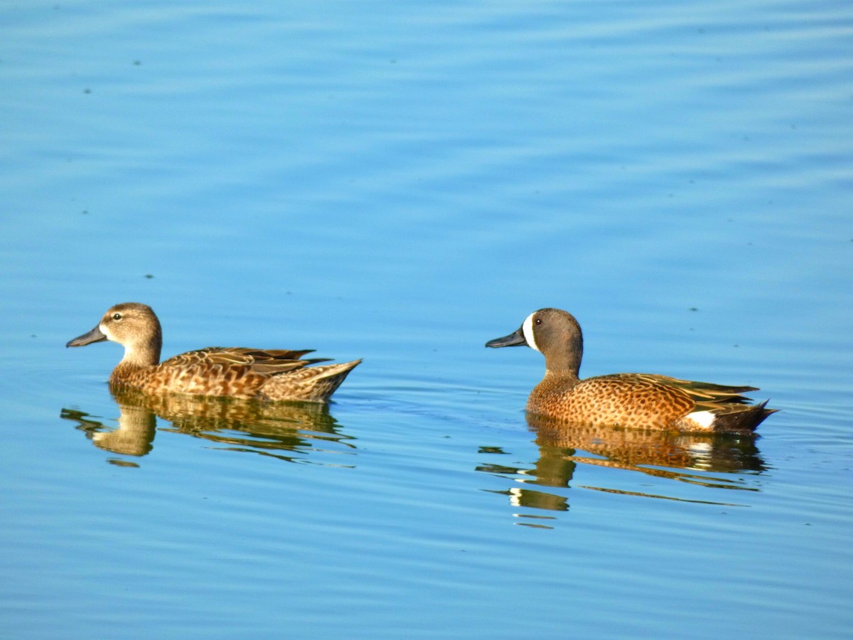 Blue-winged Teal - ML446171821