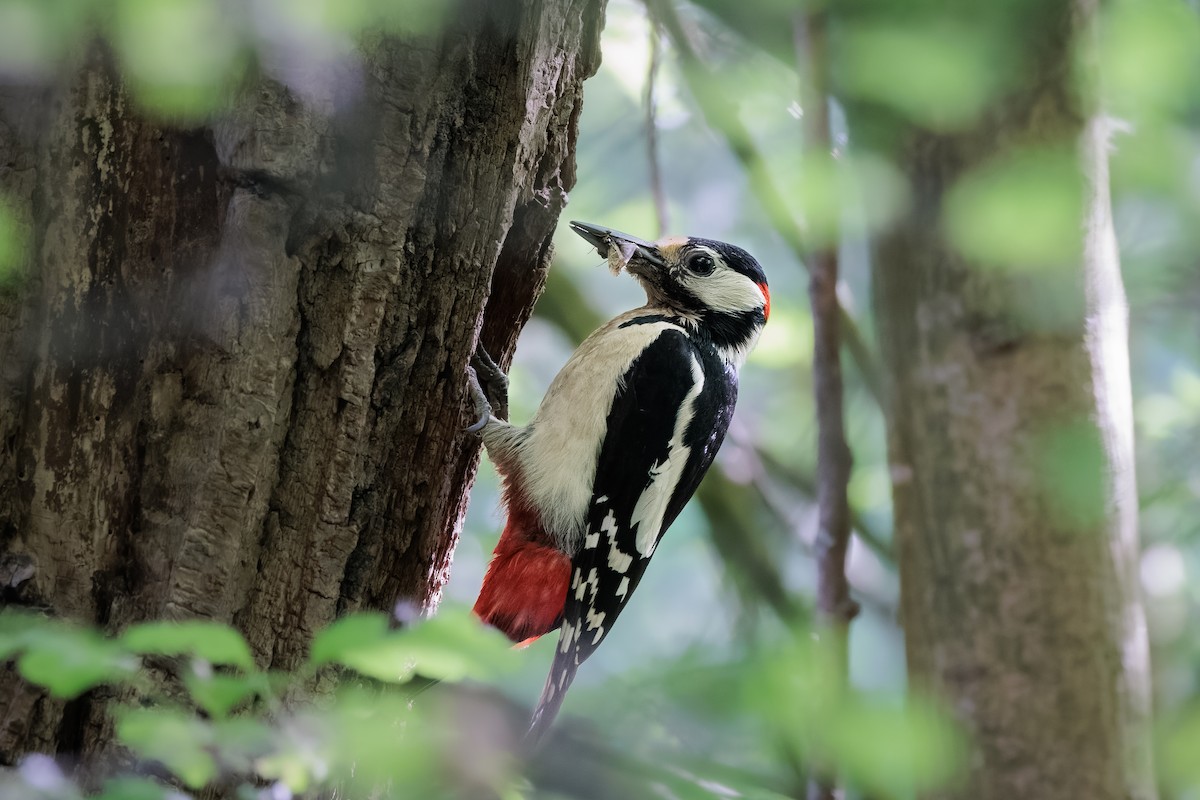 Great Spotted Woodpecker - Tim Emmerzaal