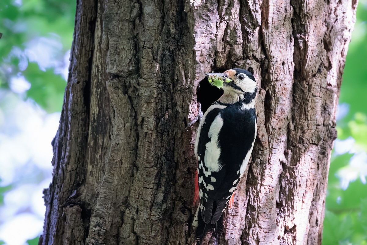 Great Spotted Woodpecker - Tim Emmerzaal