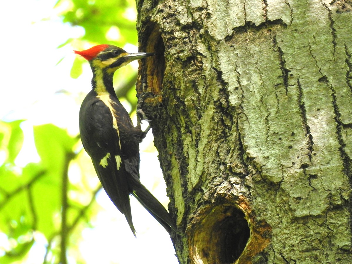 Pileated Woodpecker - ML446175241