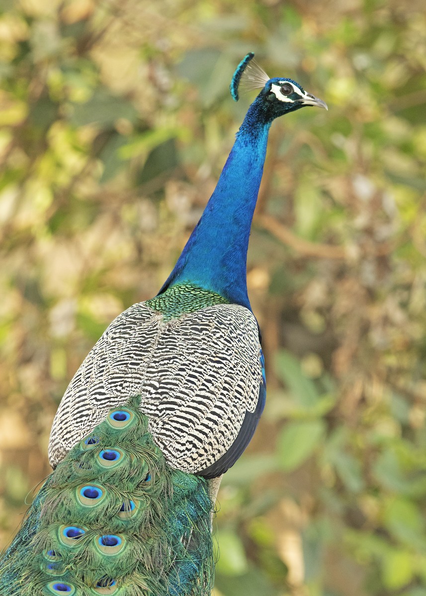 Indian Peafowl - ML446177451