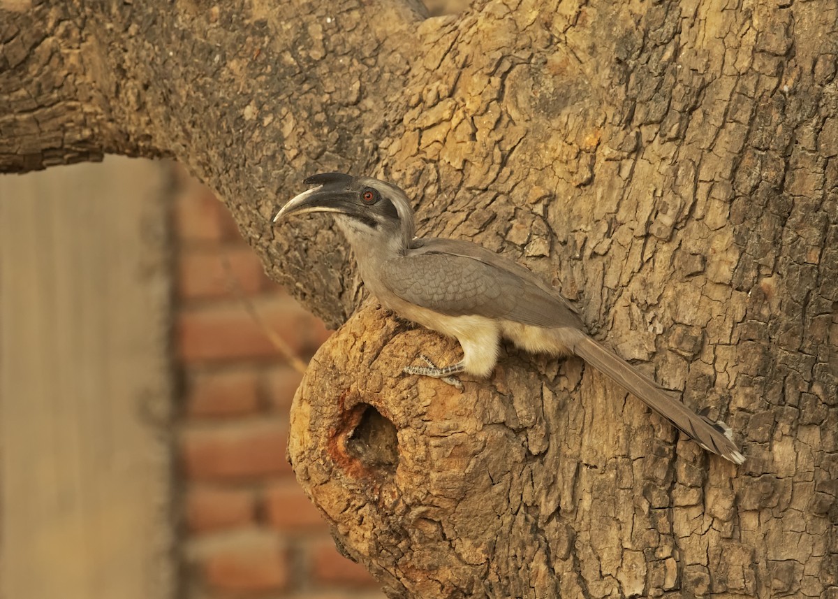Indian Gray Hornbill - Arpit Bansal