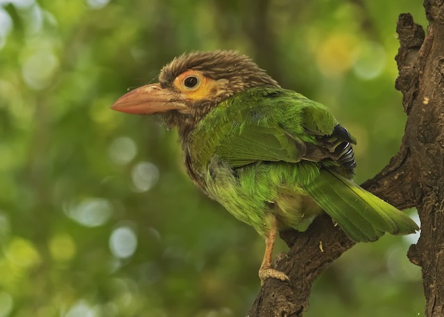 Brown-headed Barbet - eBird