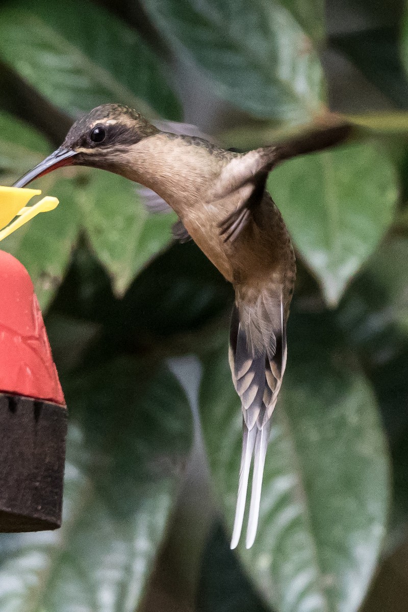 kolibřík dlouhozobý - ML44618361