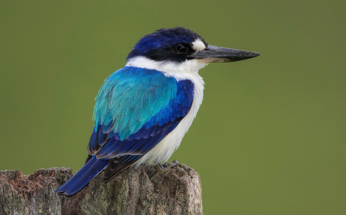 Forest Kingfisher - ML446183941