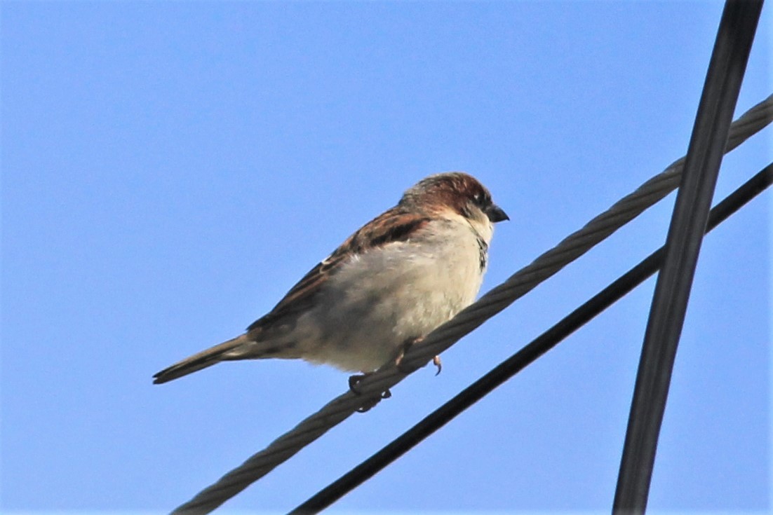 House Sparrow - Harold Forsyth