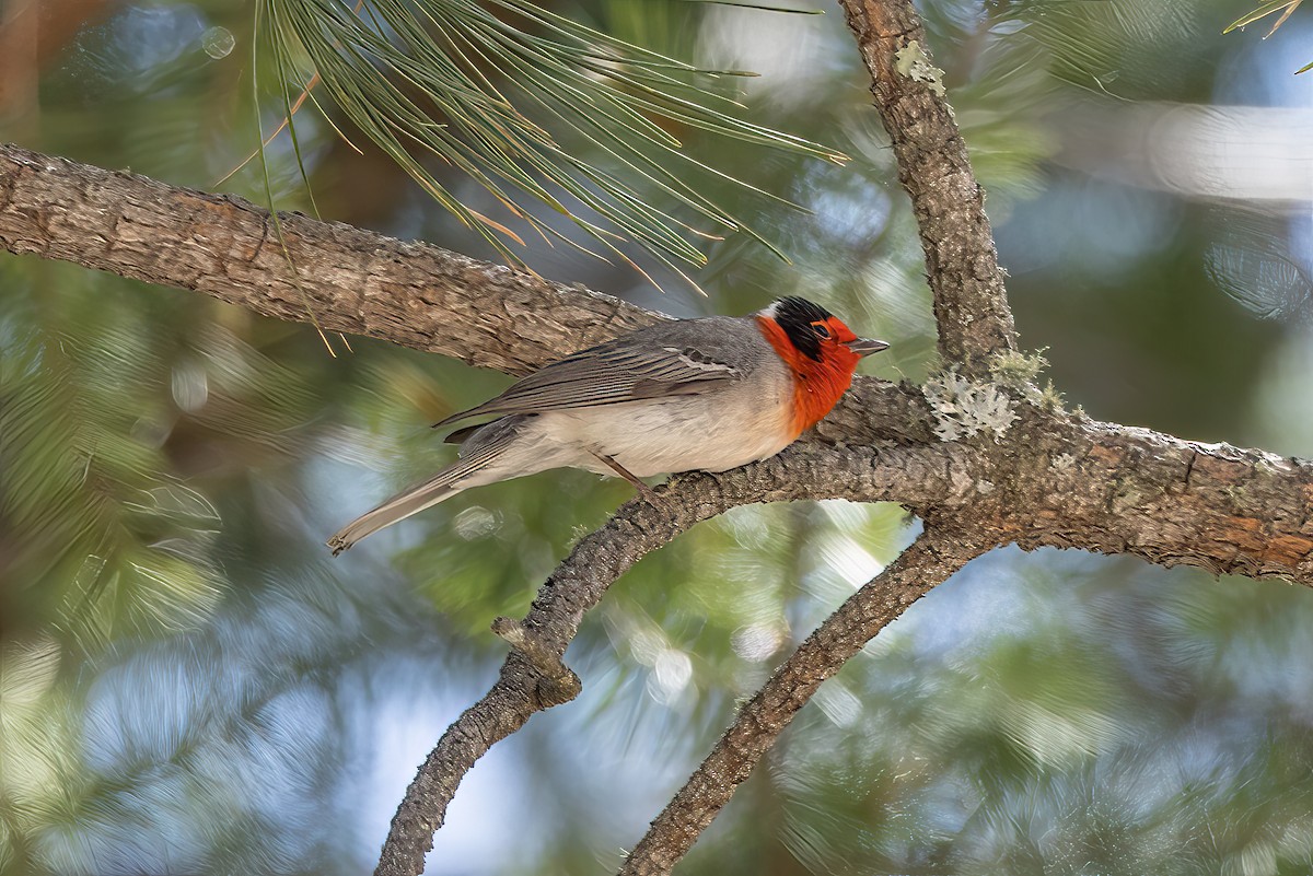 Red-faced Warbler - Peggy Steffens