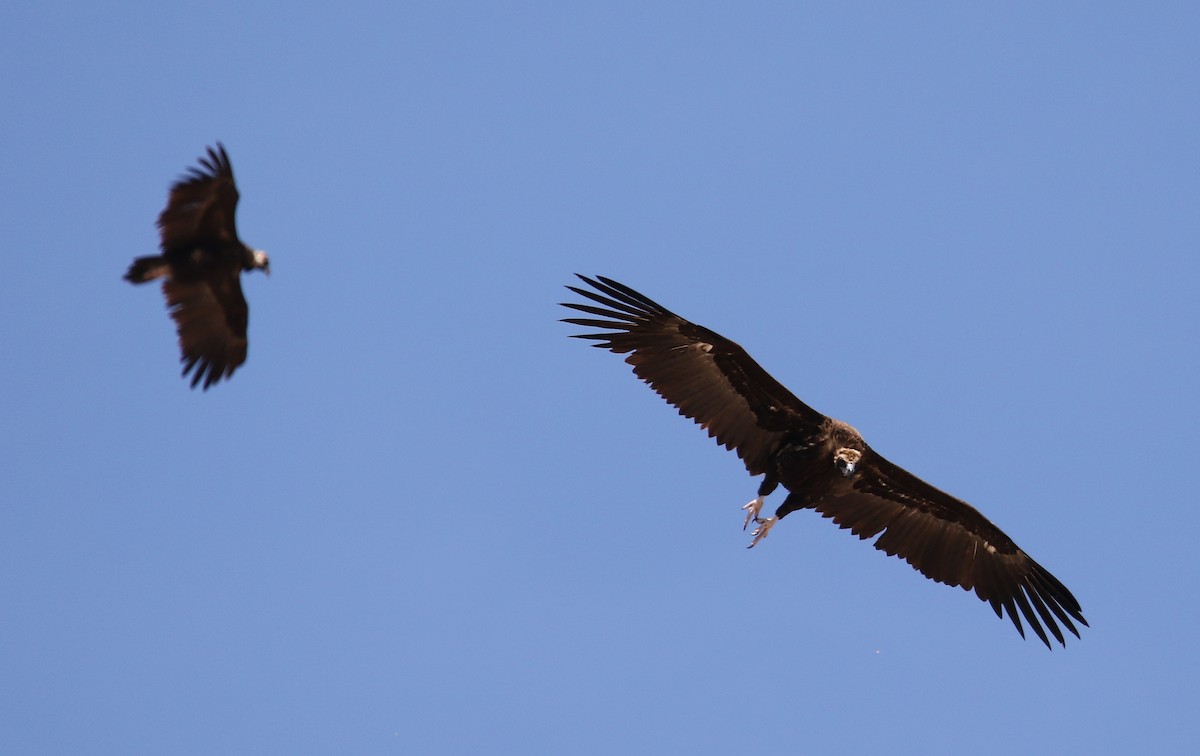 Cinereous Vulture - ML446196341