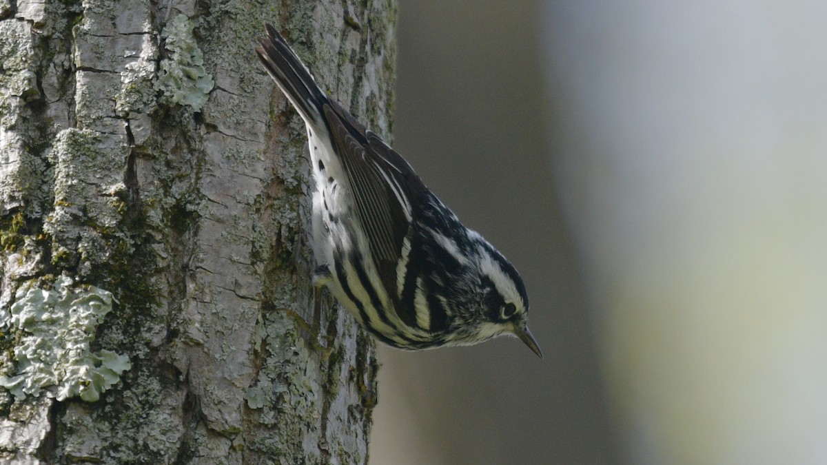 Black-and-white Warbler - ML446199071