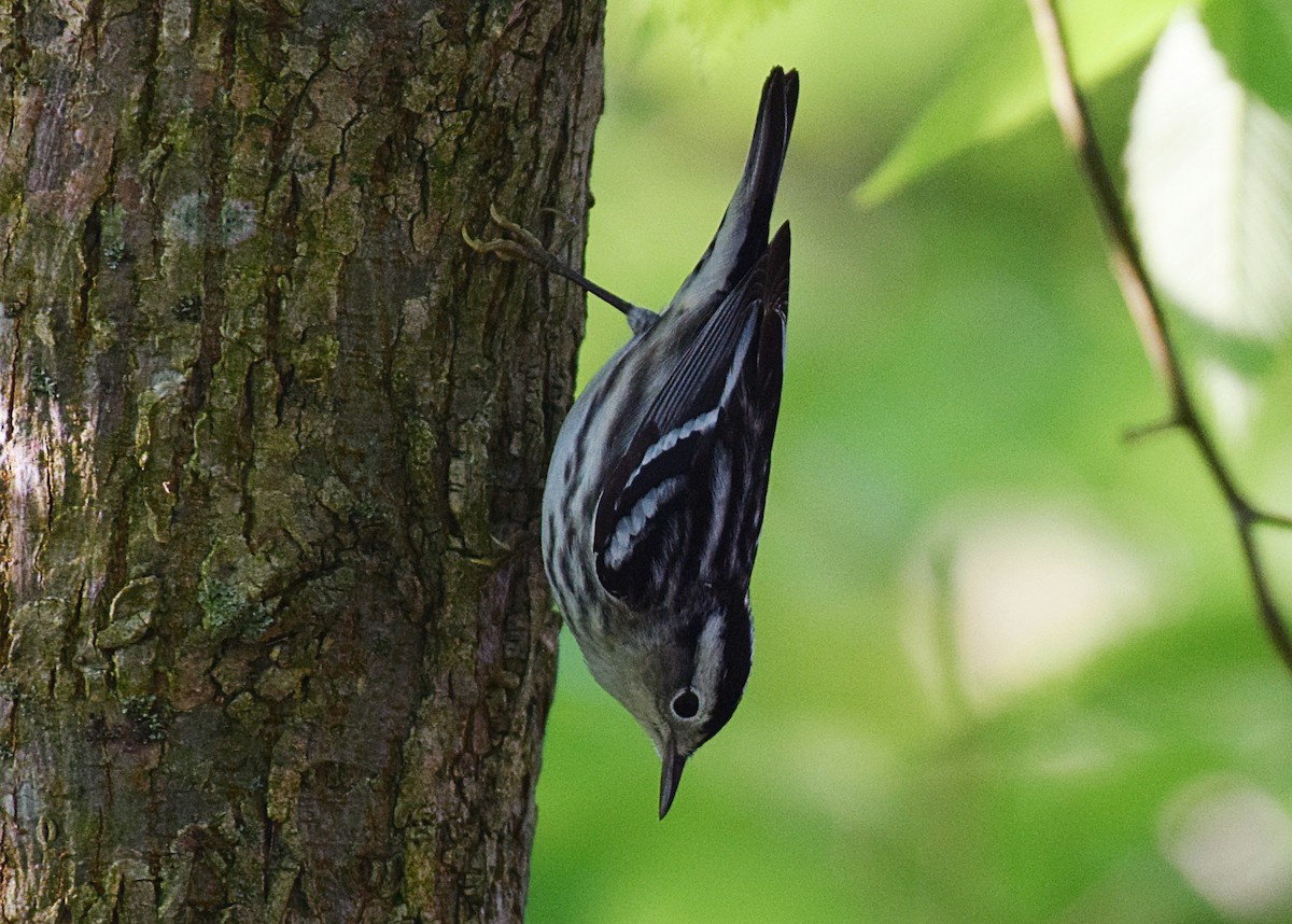 Black-and-white Warbler - ML446210201