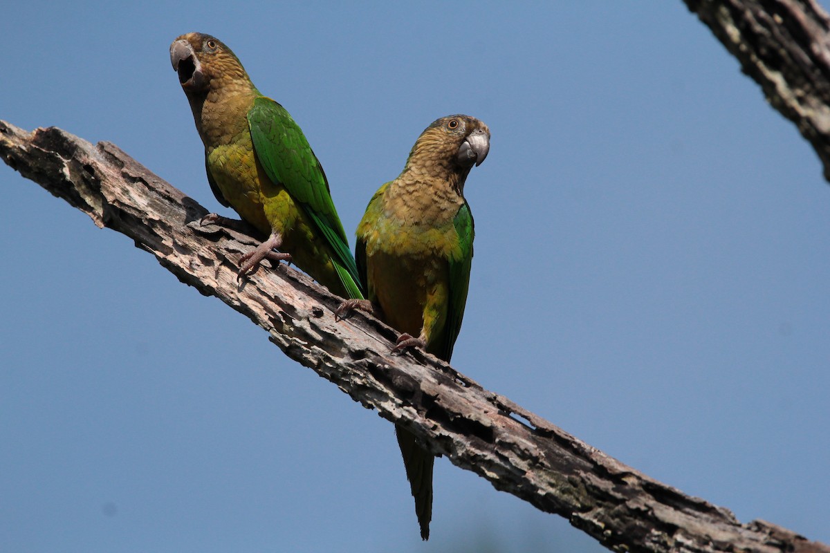 Brown-throated Parakeet - ML446210781