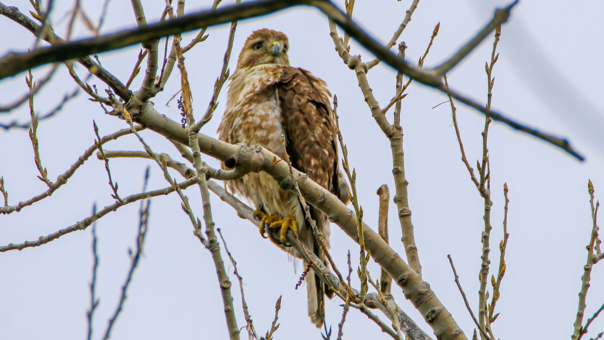Red-tailed Hawk - ML446211621