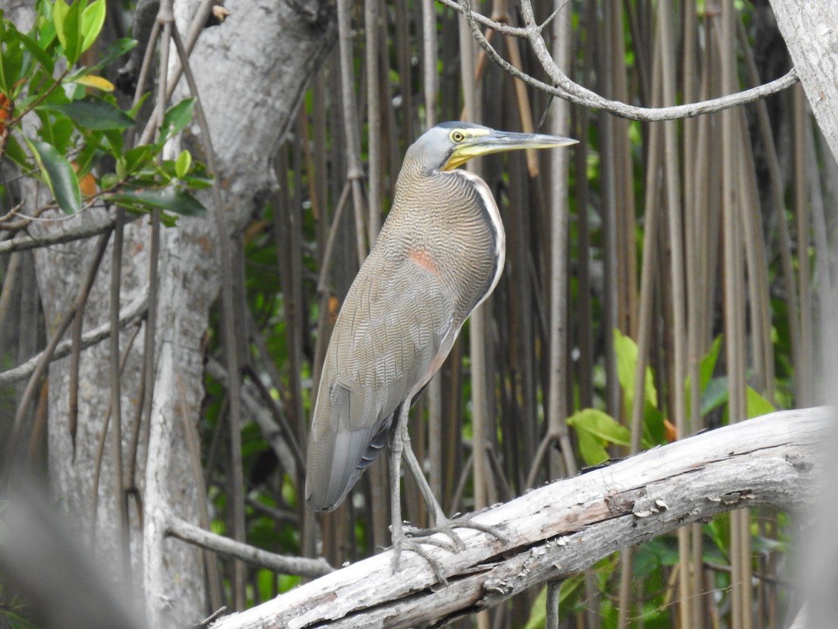 Bare-throated Tiger-Heron - Leandro Niebles Puello