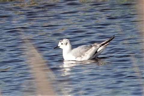 Bonaparte's Gull - Karen Thompson