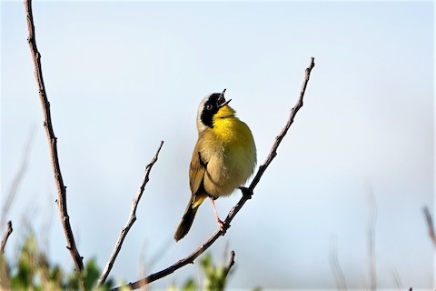 Common Yellowthroat - Karen Thompson