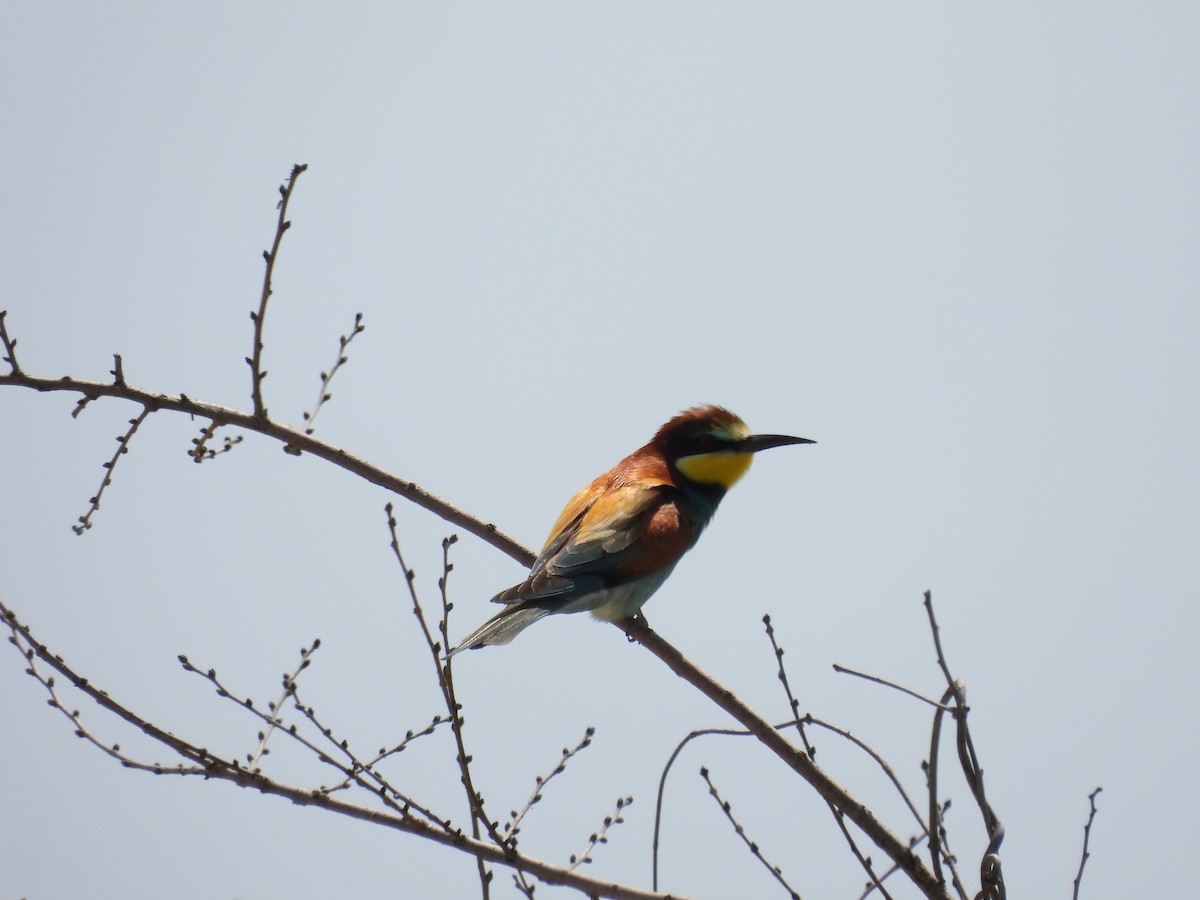 European Bee-eater - ML446221621