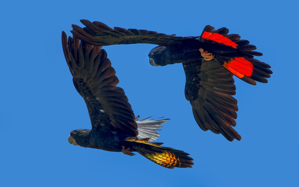 Red-tailed Black-Cockatoo - ML446224191
