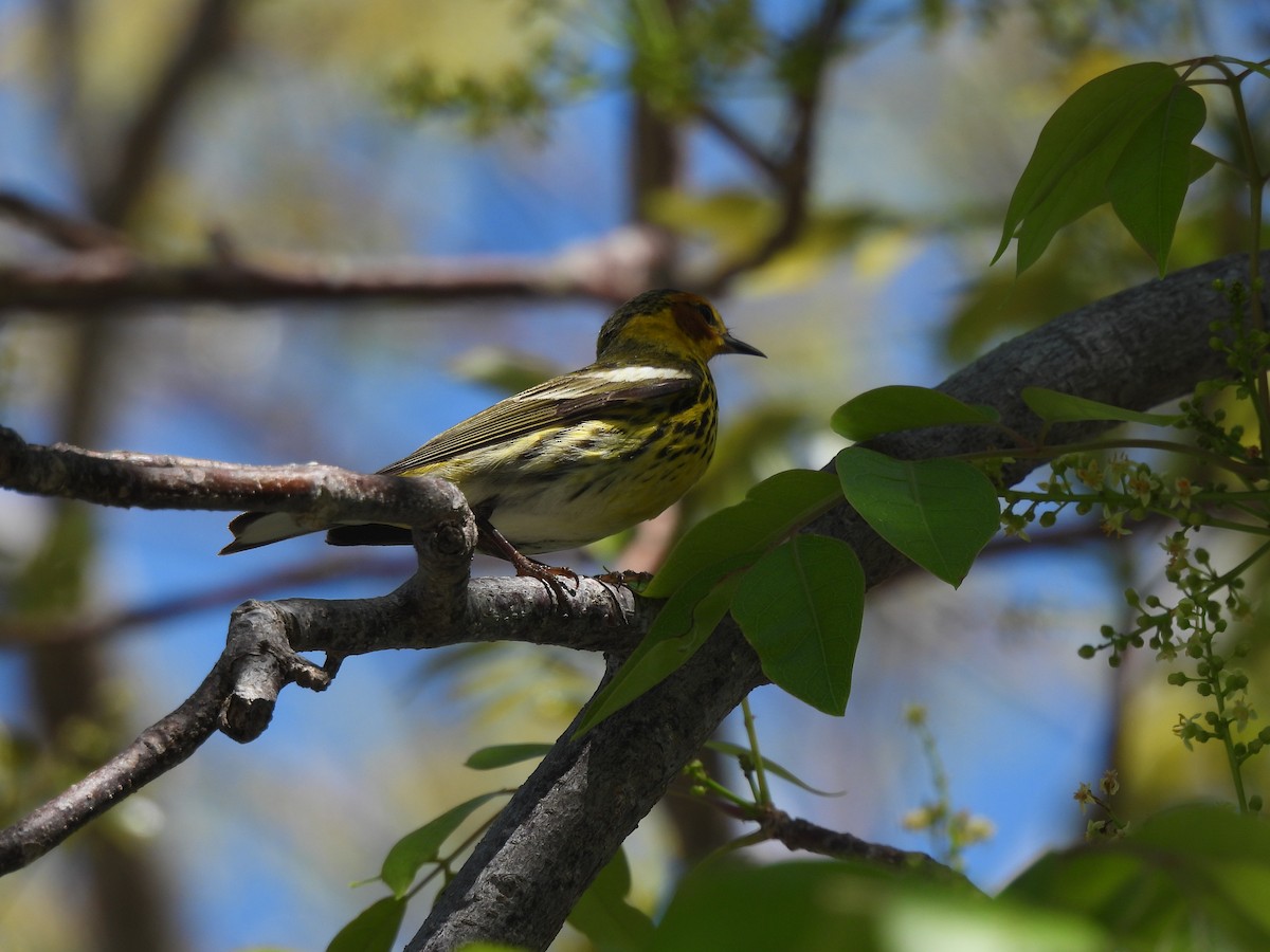 Cape May Warbler - ML446225391