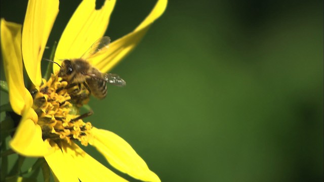 honey bee - ML446231