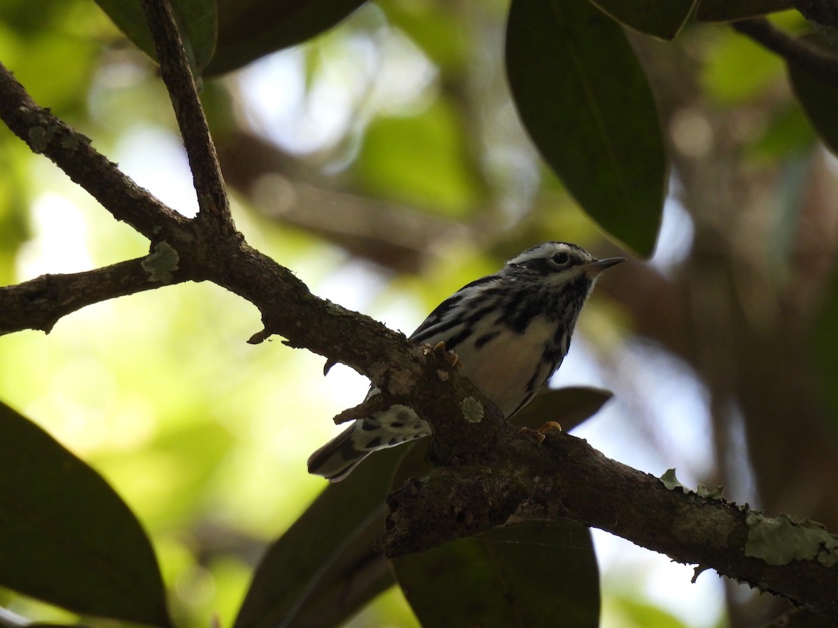 Black-and-white Warbler - ML446232211