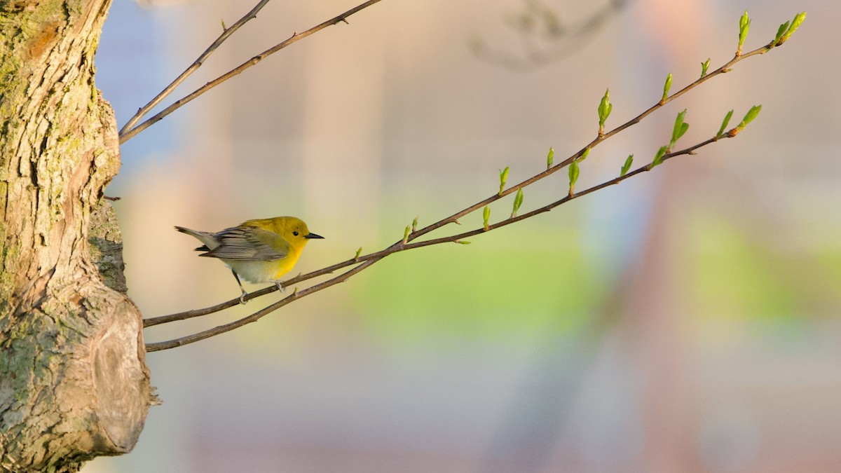 Prothonotary Warbler - ML446233561
