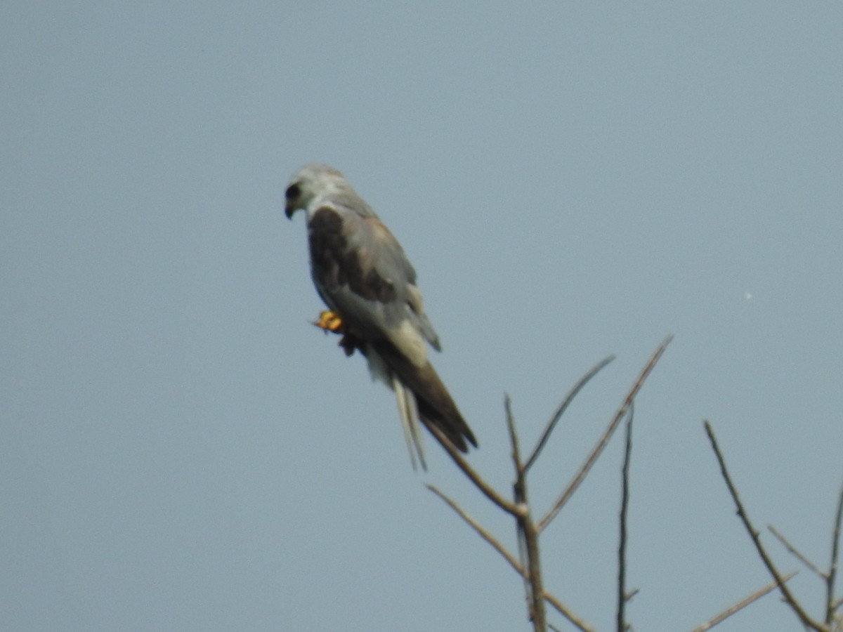 White-tailed Kite - ML446237671