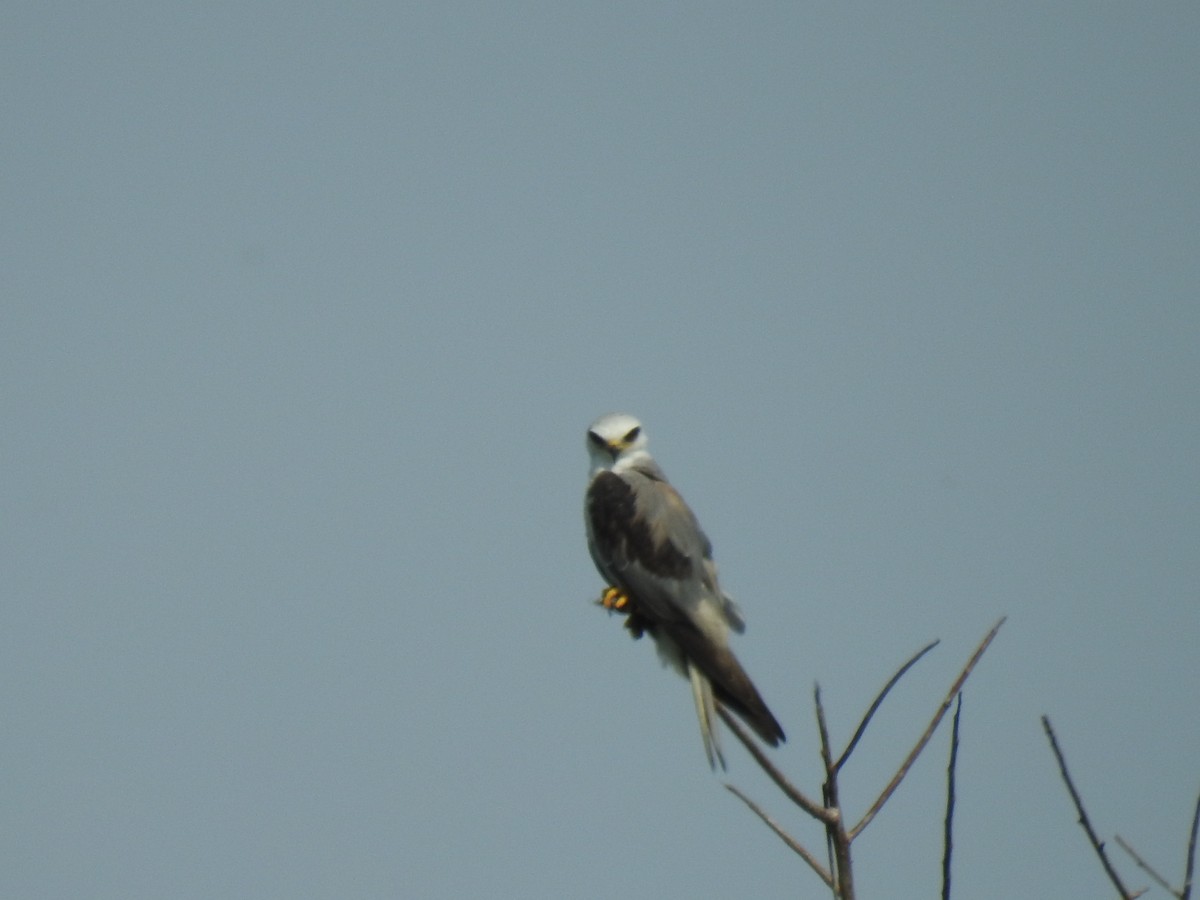 White-tailed Kite - ML446237691