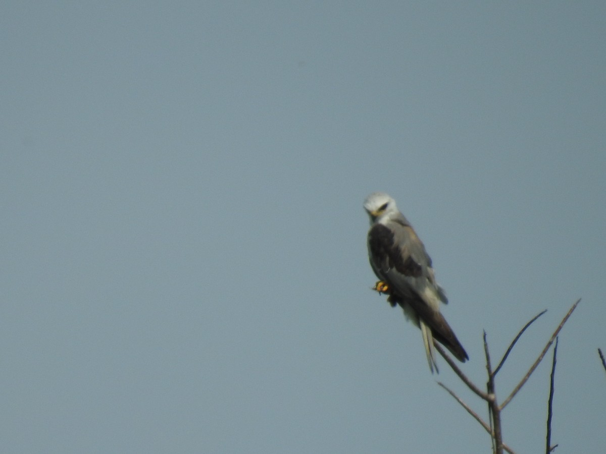 White-tailed Kite - ML446237701