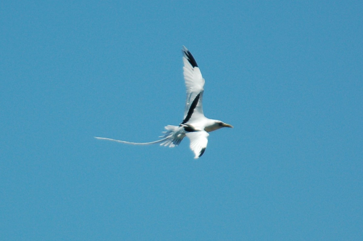 White-tailed Tropicbird - Dieter Oschadleus