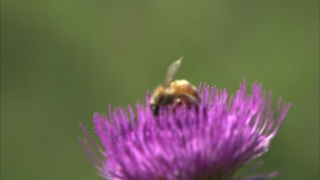 honey bee - ML446244