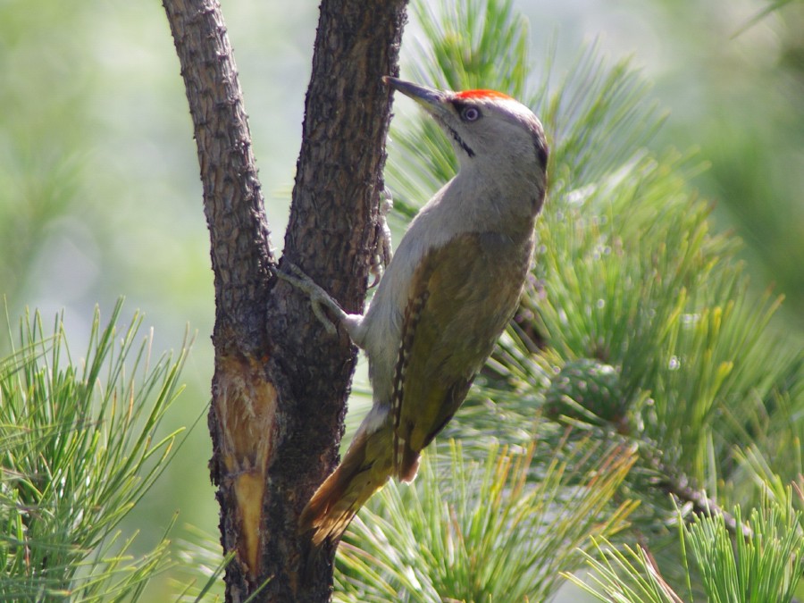Gray-headed Woodpecker - ML446246321