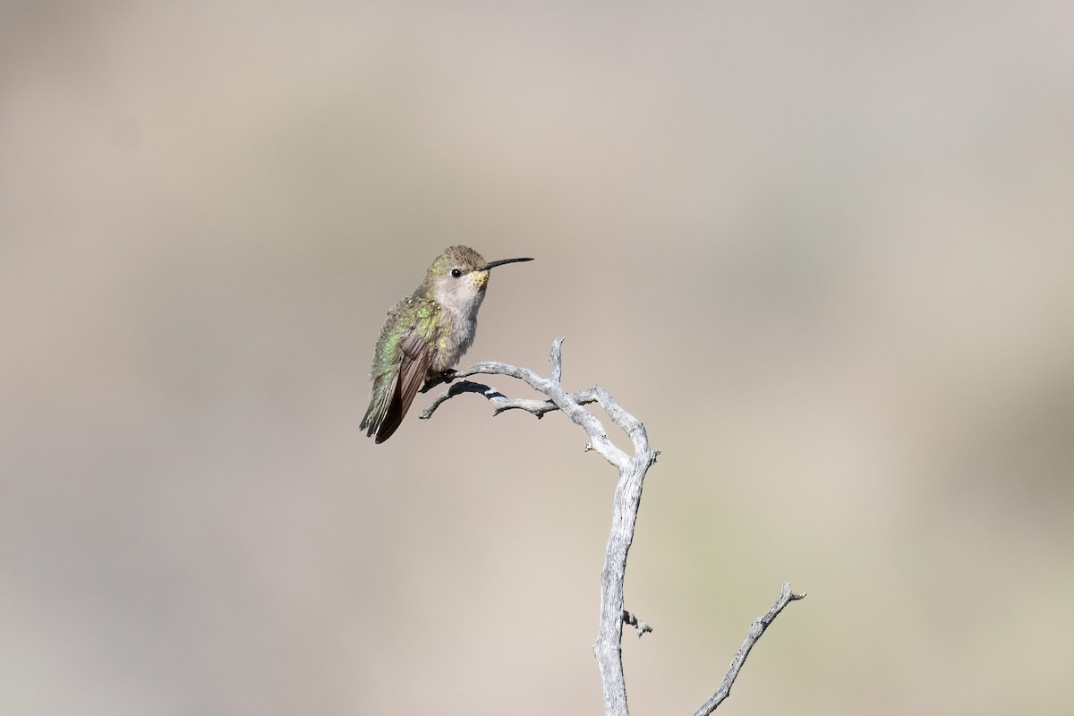 Costa's Hummingbird - Forrest English