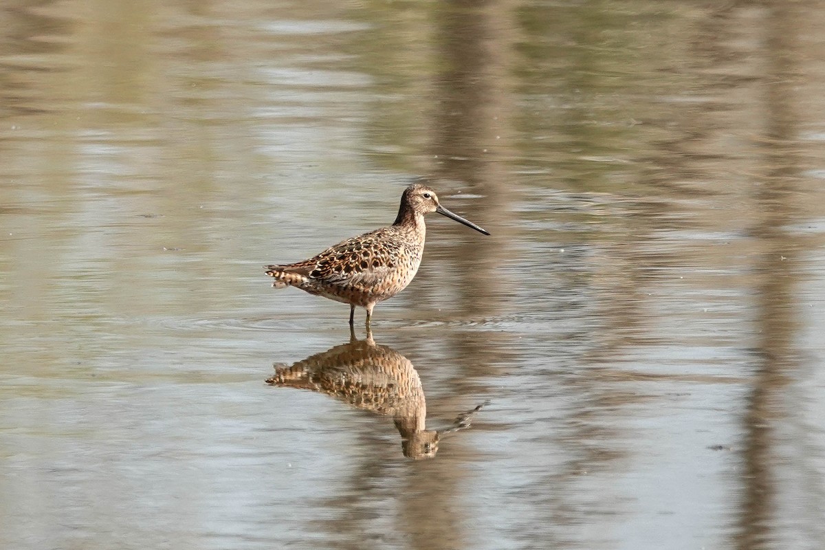 Long-billed Dowitcher - ML446256771