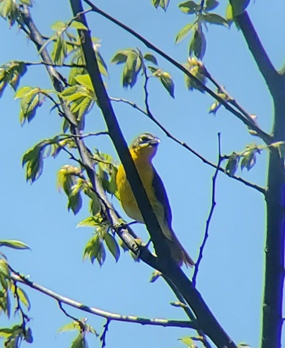 Yellow-breasted Chat - ML446257251
