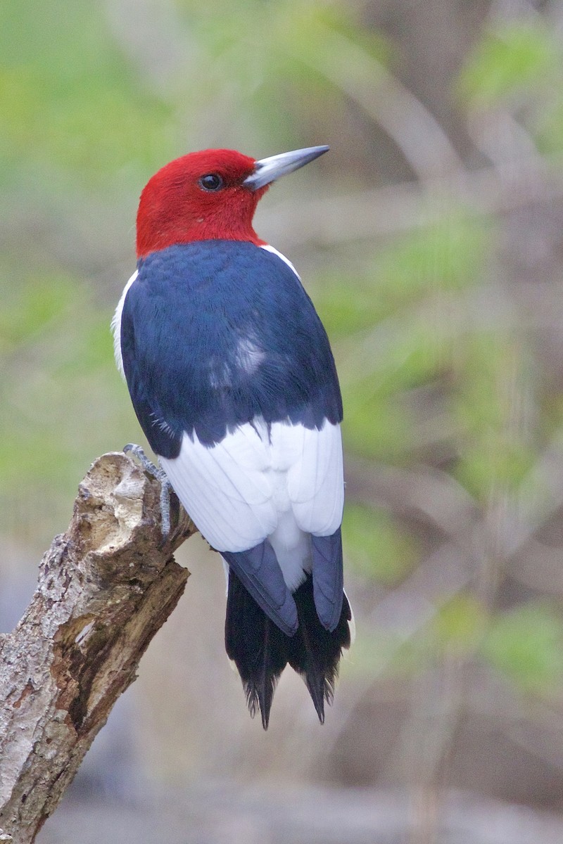 Red-headed Woodpecker - ML446261031