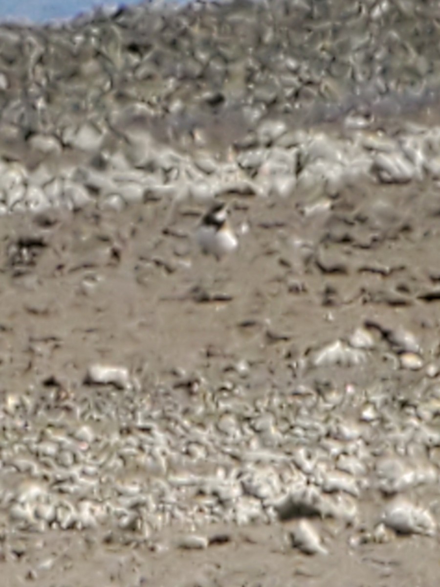 Semipalmated Plover - ML446263011